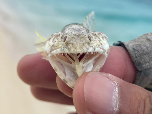 エソの釣果