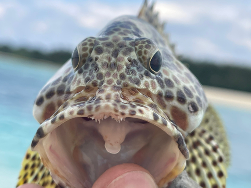 カンモンハタの釣果