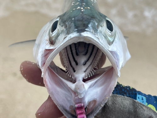 イケカツオの釣果