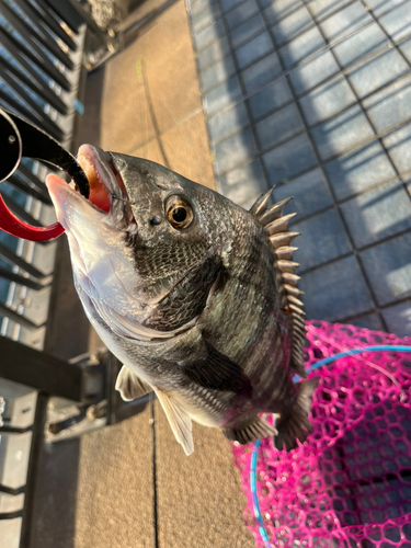 クロダイの釣果