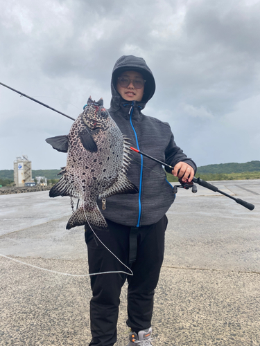 イシガキダイの釣果