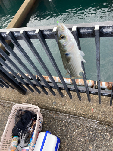 碧南海釣り公園