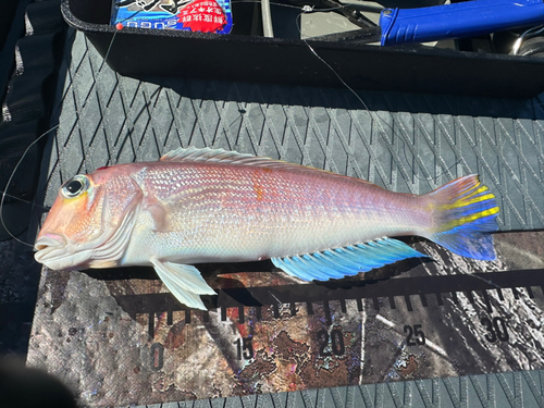 シロアマダイの釣果