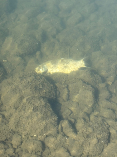 入間川中流