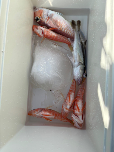 アマダイの釣果