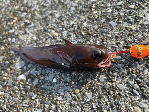 ドンコの釣果