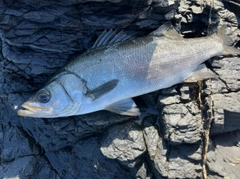 ヒラスズキの釣果