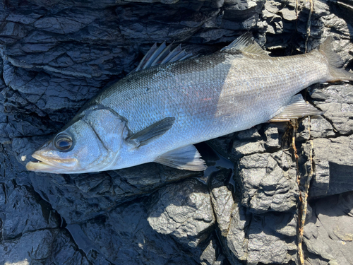 ヒラスズキの釣果