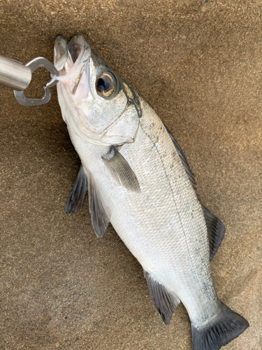 ヒラスズキの釣果