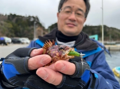 ヨロイメバルの釣果