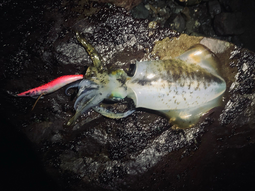 鹿児島湾北部