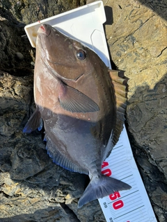 サンノジの釣果