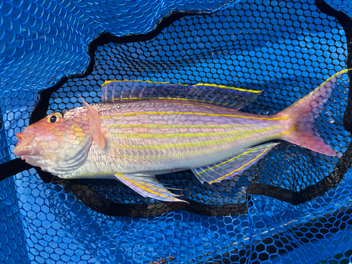 イトヨリダイの釣果