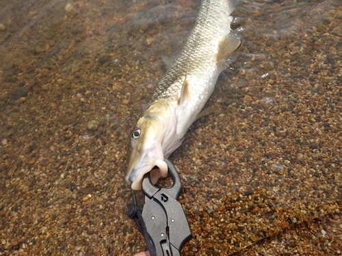 ニゴイの釣果