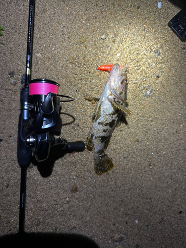 タケノコメバルの釣果