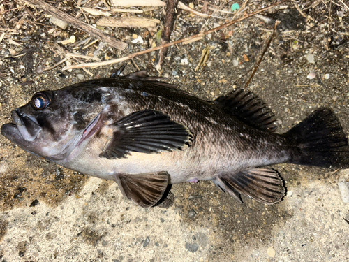 ソイの釣果