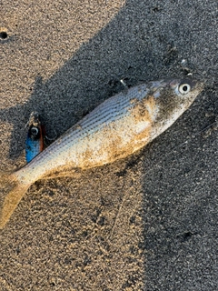 コノシロの釣果