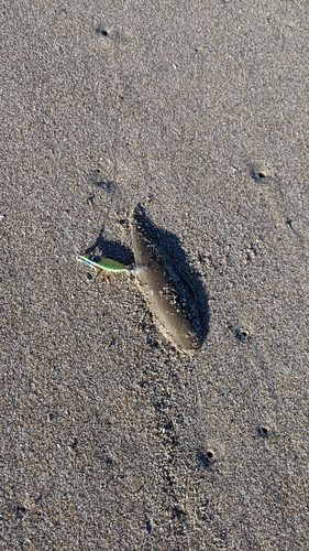 ガンゾウビラメの釣果