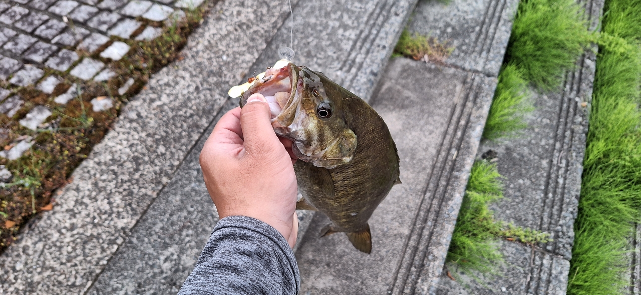 スモールマウスバス