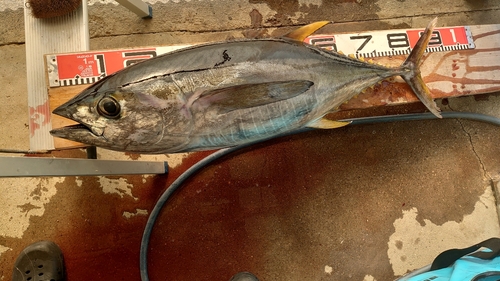 キハダマグロの釣果