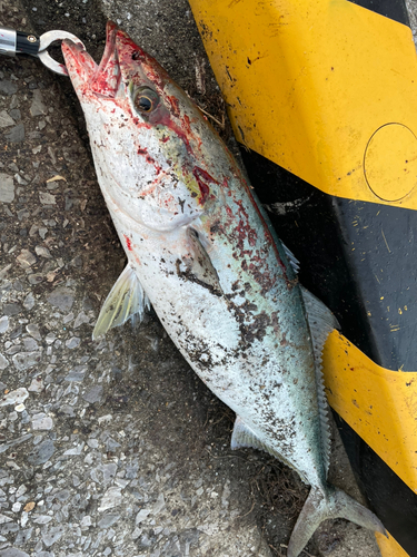 ハマチの釣果