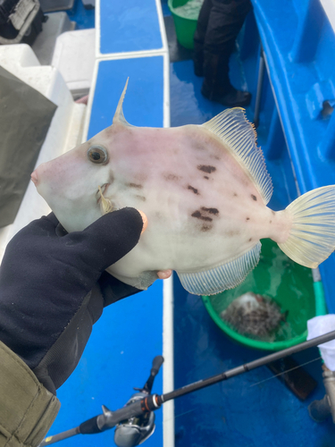 カワハギの釣果