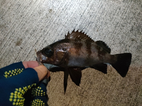 金沢水際線緑地（福浦岸壁）