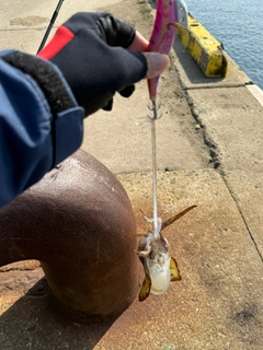 ササイカの釣果