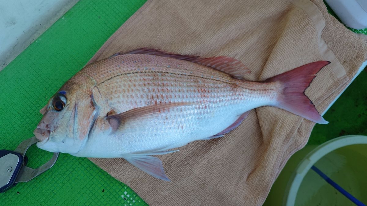 うしーさんの釣果 1枚目の画像