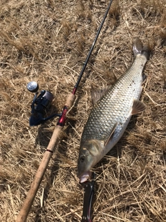 ニゴイの釣果