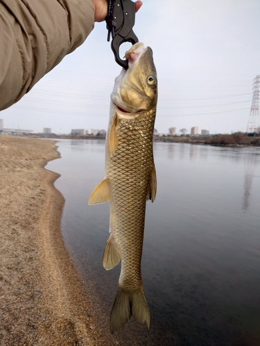 ニゴイの釣果