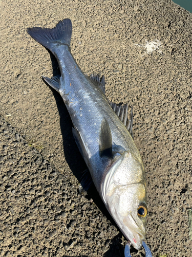 駿河湾