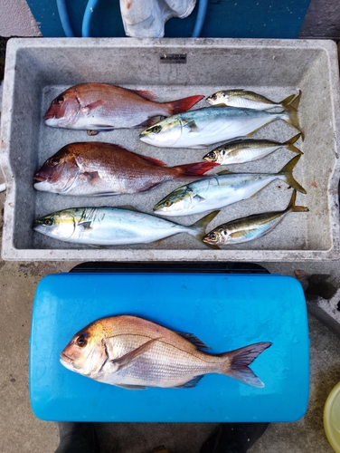 タイの釣果