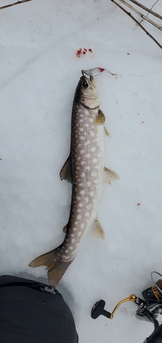 アメマスの釣果