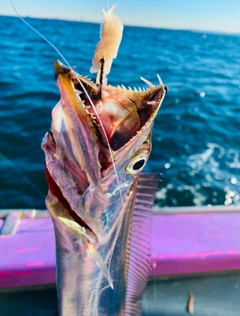 タチウオの釣果
