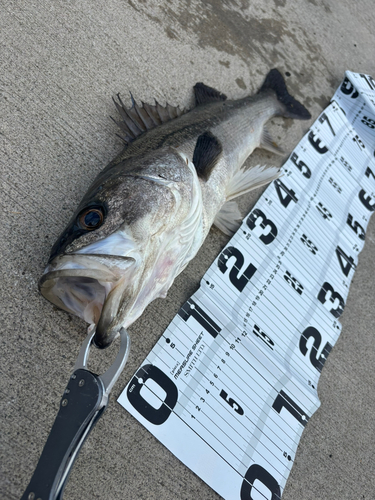 シーバスの釣果