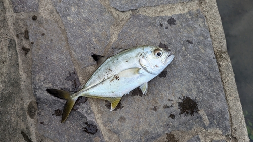 メッキの釣果