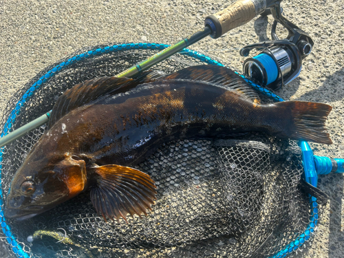 アイナメの釣果