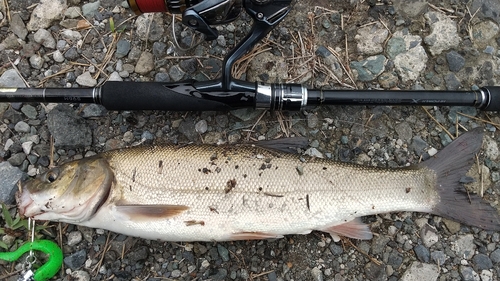 ウグイの釣果