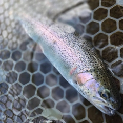 ニジマスの釣果