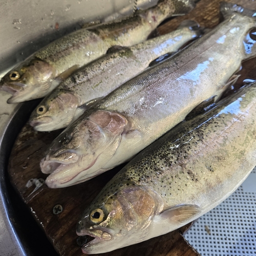 ニジマスの釣果