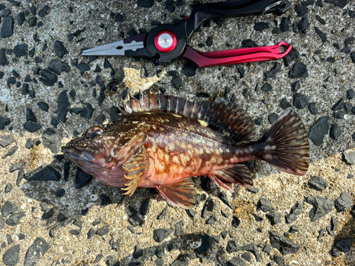 アラカブの釣果