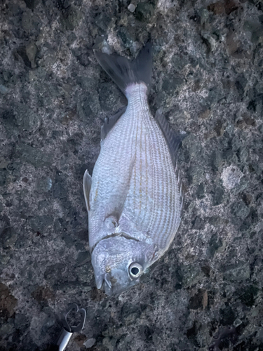 鹿児島湾南部