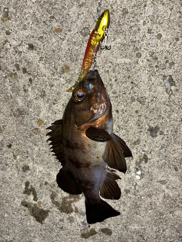 メバルの釣果