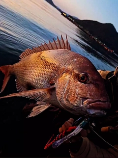 タイの釣果