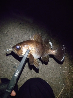 メバルの釣果