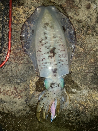 三浦半島