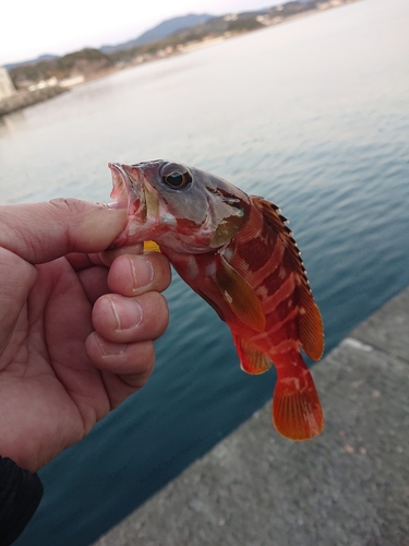 アカハタの釣果