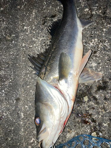 シーバスの釣果