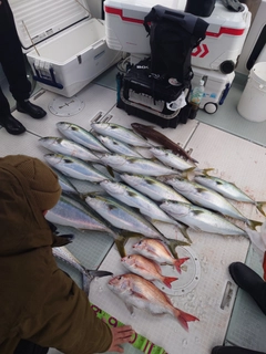 ハマチの釣果